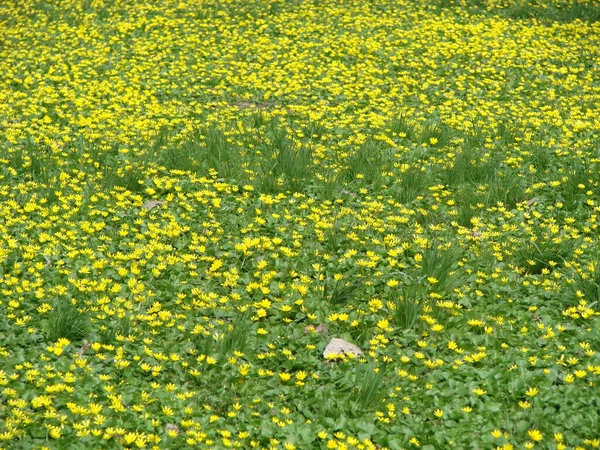 Glade Med Blommande Smörblomma Ficaria Verna Våren — Stockfoto