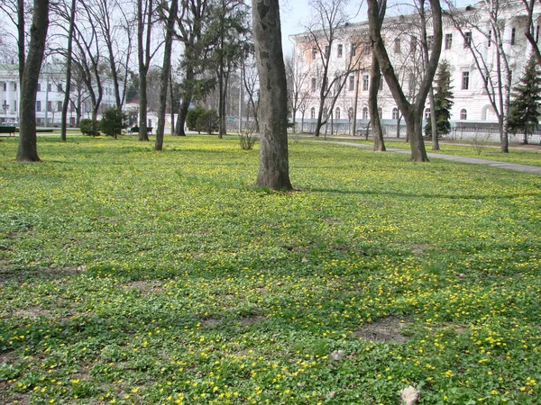 Glade Com Flor Buttercup Ficaria Verna Primavera — Fotografia de Stock