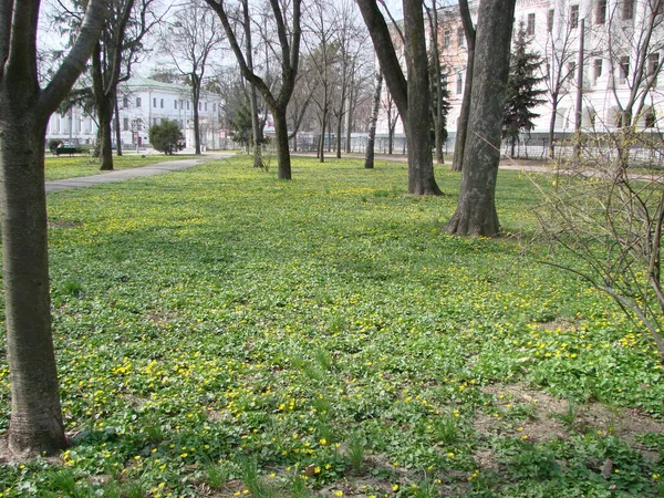 Glade Con Floreciente Buttercup Ficaria Verna Primavera — Foto de Stock