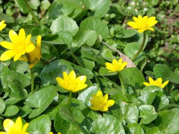 Ficaria Verna Gorsza Wiolonczela Lub Pilewort Wiosenne Zbliżenie Kwiat Jasne — Zdjęcie stockowe
