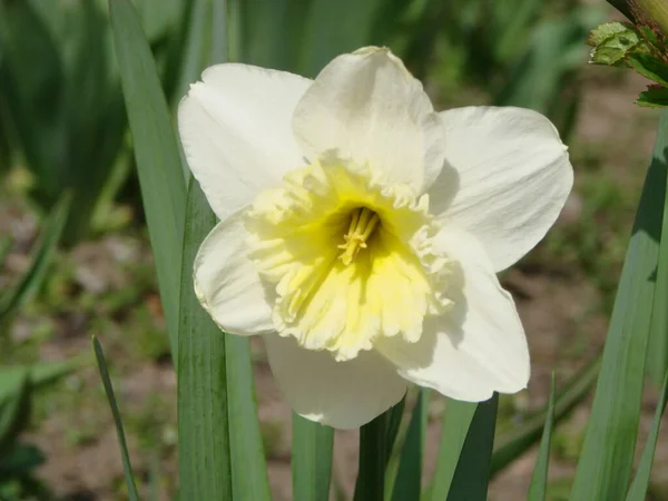 Narcissus flowers flower bed with drift yellow. White double daffodil flowers narcissi daffodils. Narcissus flower also known as daffodil, daffadowndilly, narcissus, and jonquil.