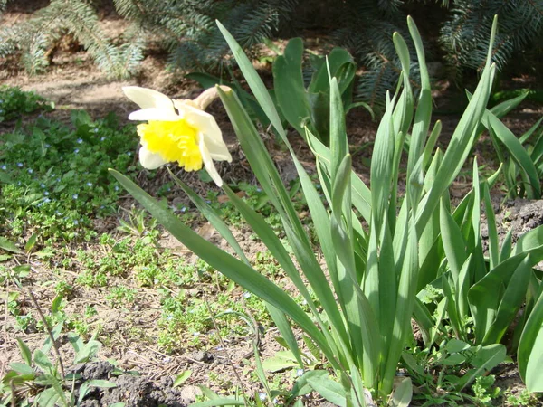 Narcissus Çiçek Tarhı Sararmış Beyaz Nergis Çiçekleri Narsissi Nergisler Narcissus — Stok fotoğraf