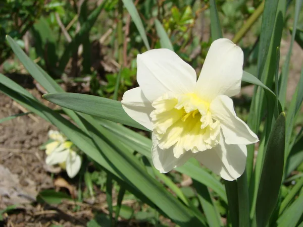 Narcissus Kukkia Kukkapenkkiin Drift Keltainen Valkoinen Kaksinkertainen Daffodil Kukkia Narcissi — kuvapankkivalokuva