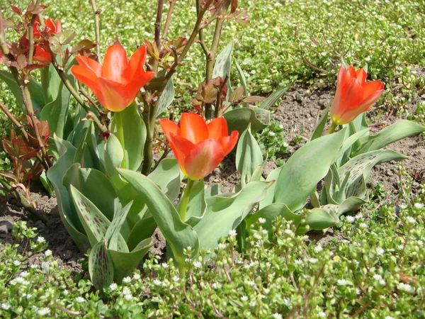 Kırmızı Lale Çiçeği Bulanık Kırmızı Lalelerin Arka Planında Çiçek Açar — Stok fotoğraf