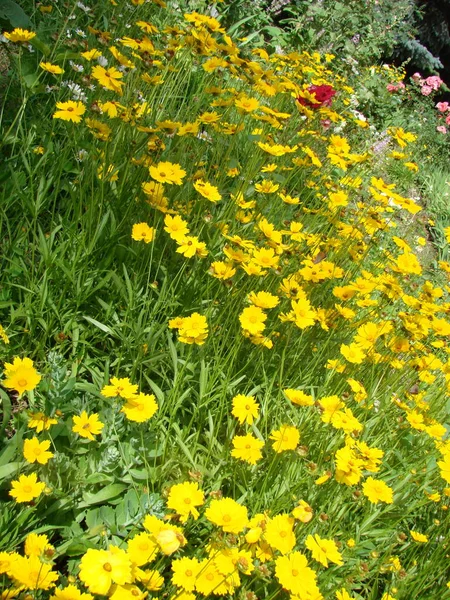 Gula Blommor Färgers Kamomill Anthemis Tinctoria — Stockfoto