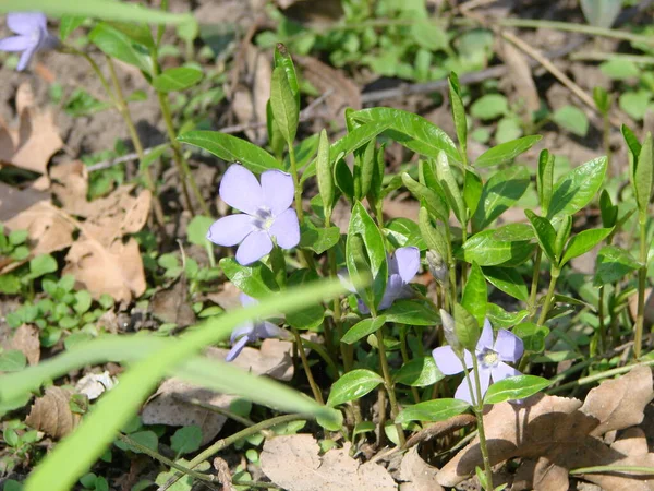 Lesser Blue Periwinkle Common Frühlingsblumen Hintergrund Traditionelle Ukrainische Blume — Stockfoto