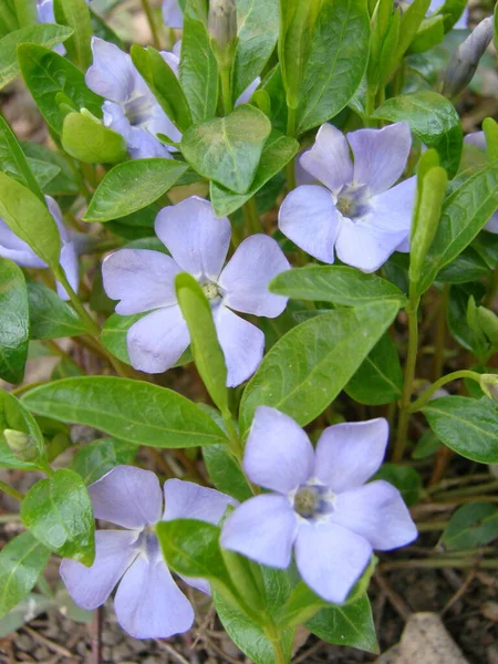 Kisebb Kék Periwinkle Közös Tavaszi Virágok Háttér Hagyományos Ukrán Virág — Stock Fotó