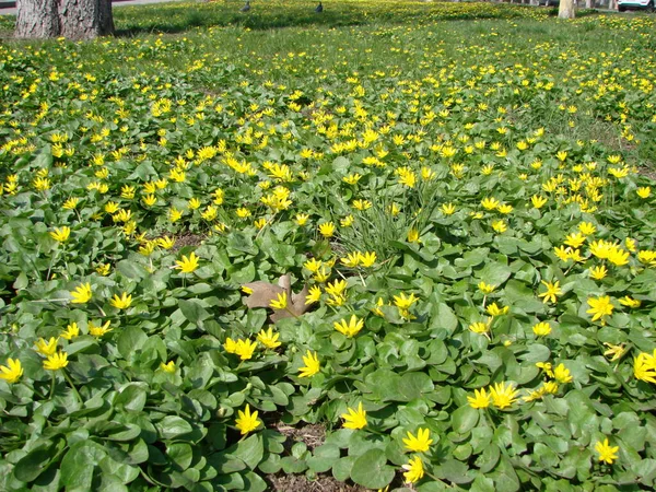 Ficaria Verna Celandine Menor Pilewort Flor Primavera Close Vegetação Suculenta — Fotografia de Stock