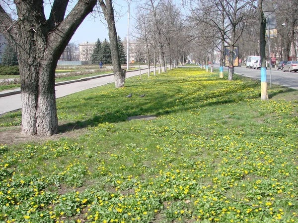 Glade Con Floreciente Buttercup Ficaria Verna Primavera — Foto de Stock