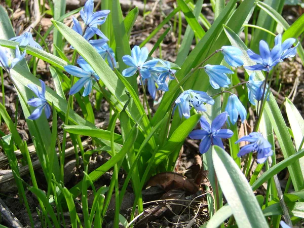 Baharın Başında Mavi Scilla Ormanda Scilla Çan Çiçekleri — Stok fotoğraf