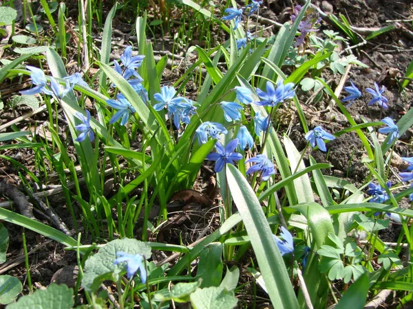 Scilla Azul Bosque Principios Primavera Scilla Campanas Azules —  Fotos de Stock