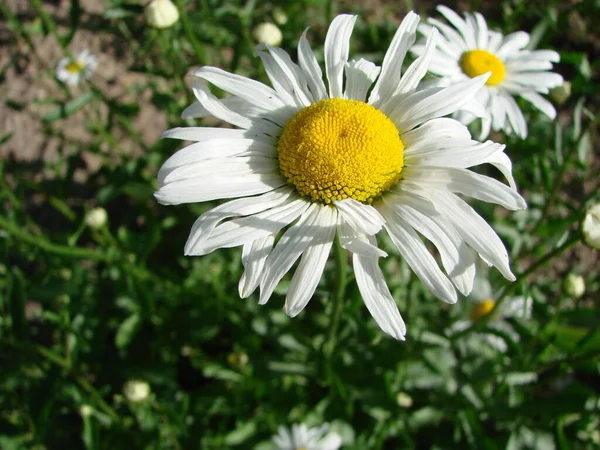 Buquê Camomilas Luz Sol Flores Naturais Bonitos — Fotografia de Stock