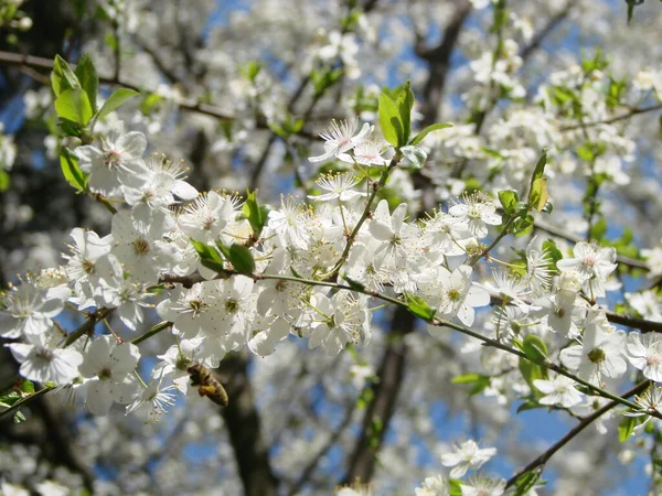 Flores Brancas Cereja Contra Céu Azul Primavera — Fotografia de Stock