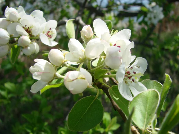 ミツバチの梨による花の受粉 白梨の花は蜂の蜜源です 果樹の受粉 — ストック写真