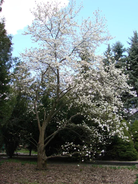 Grand Arbre Magnolia Blanc Fleurissant Contre Ciel — Photo