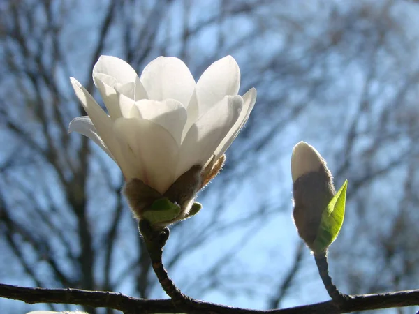 Witte Magnolia Bloem Tegen Lucht Close — Stockfoto