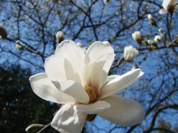 Vit Magnolia Blomma Mot Himlen Närbild — Stockfoto