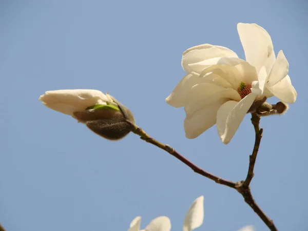 Flowering Magnolia Tulip Tree Chinese Magnolia Soulangeana Blossom — Stock Photo, Image