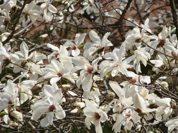 白色のモクレンの花を背景に白いモクレンの花を咲かせます — ストック写真