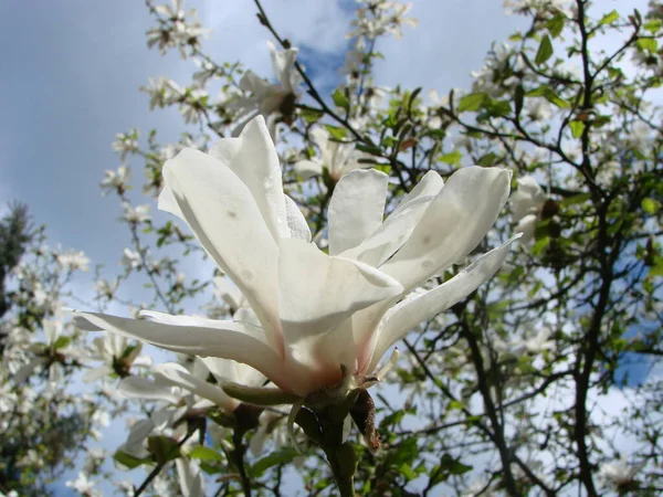 Hvid Magnolia Blomst Mod Himlen Close - Stock-foto