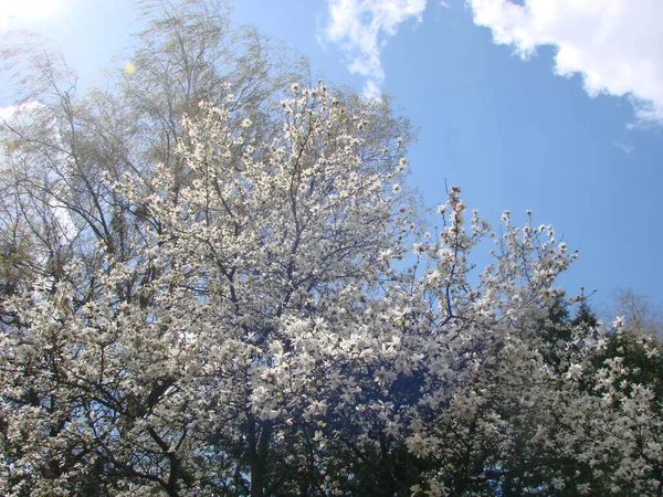 Großer Baum Weiße Magnolienblüte Blüht Gegen Den Himmel — Stockfoto