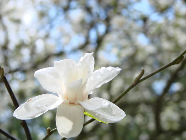 Hvid Magnolia Blomst Mod Himlen Close - Stock-foto