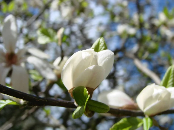 Magnolia Blanc Fleur Contre Ciel Gros Plan — Photo