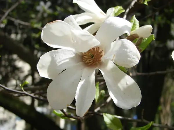 White Magnolia Flower Sky Close — Stock Photo, Image