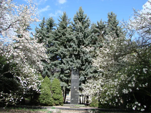 Grande Albero Fiore Magnolia Bianca Che Sboccia Contro Cielo — Foto Stock