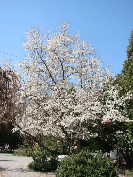 Grote Boom Witte Magnolia Bloem Bloeien Tegen Hemel — Stockfoto