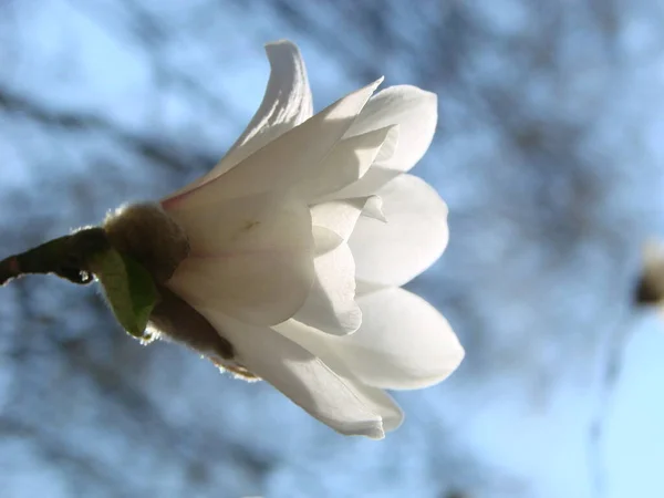 Λευκό Λουλούδι Μανόλια Ενάντια Στον Ουρανό Close — Φωτογραφία Αρχείου