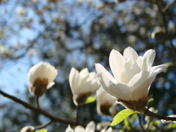 Hvid Magnolia Blomst Mod Himlen Close - Stock-foto