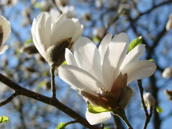 Magnolia Blanc Fleur Contre Ciel Gros Plan — Photo