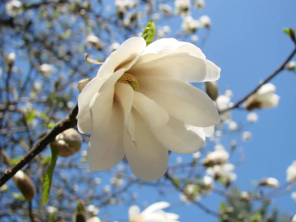 White Magnolia Flower Sky Close — Stock Photo, Image