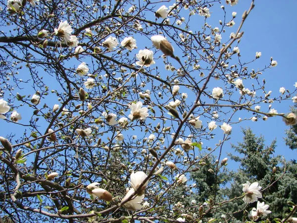 Big Tree White Magnolia Flower Blooming Sky — Stock Photo, Image