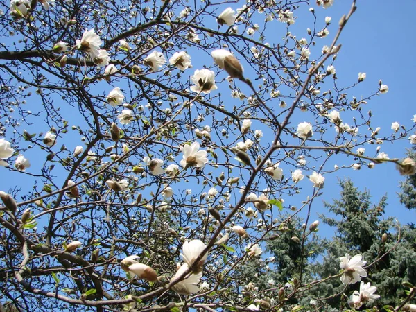 Árbol Grande Flor Blanca Magnolia Que Florece Contra Cielo — Foto de Stock