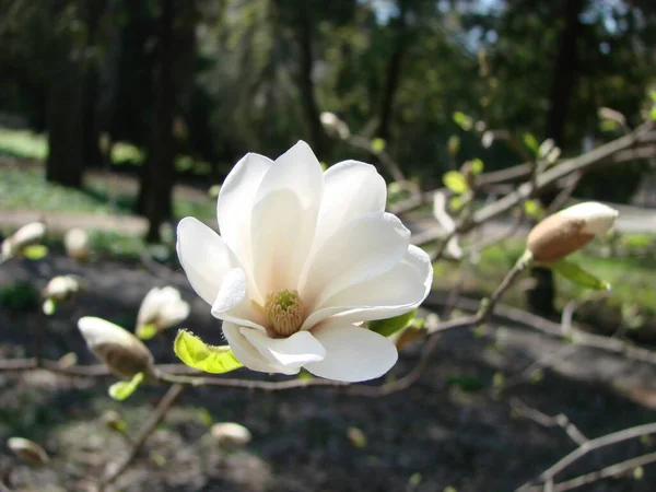 Λευκό Λουλούδι Μανόλια Ενάντια Στον Ουρανό Close — Φωτογραφία Αρχείου