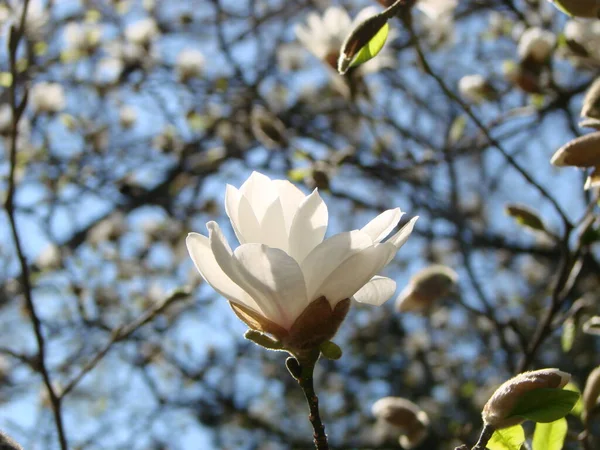 Biały Kwiat Magnolii Tle Nieba Zbliżenie — Zdjęcie stockowe