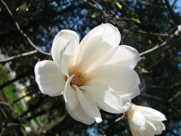 Flor Magnolia Blanca Contra Cielo Cerca — Foto de Stock