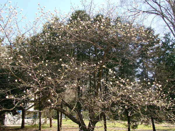 Árvore Grande Flor Magnólia Branca Florescendo Contra Céu — Fotografia de Stock