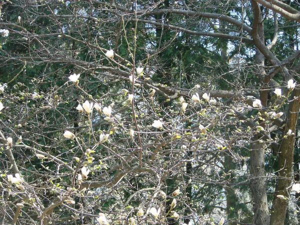 Stora Träd Vit Magnolia Blomma Blommar Mot Himlen — Stockfoto