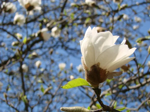 Hvid Magnolia Blomst Mod Himlen Close - Stock-foto