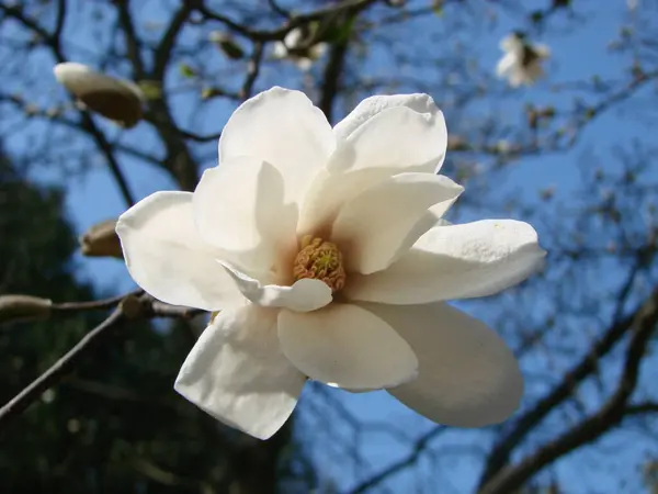 White Magnolia Flower Sky Close — Stock Photo, Image