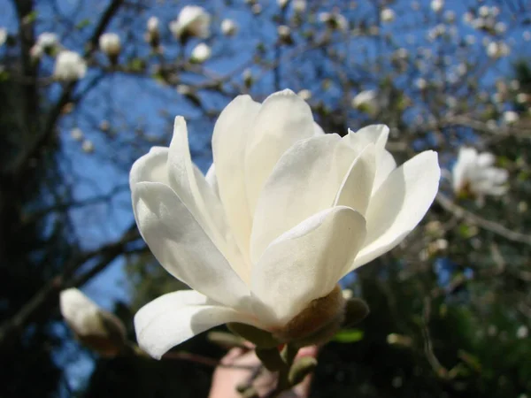 Vit Magnolia Blomma Mot Himlen Närbild — Stockfoto