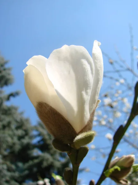 Біла Квітка Магнолії Фоні Неба Крупним Планом — стокове фото