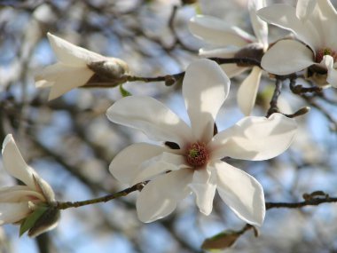 Beyaz Manolya çiçeği bulanık beyaz Manolya çiçeklerinin arka planında çiçek açar