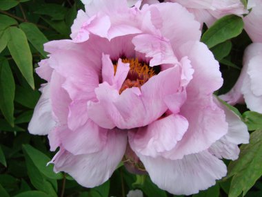 Pembe Şakayık Çiçeği, Paeonia Suffruticosa, bahçede. Çin kültüründe önemli bir sembol. Çin için ulusal çiçek.