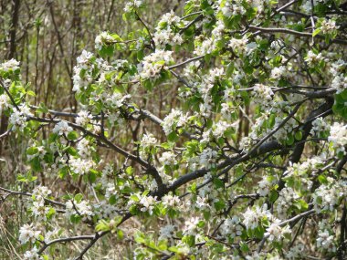 Arılara göre çiçeklerin tozlaşması. Beyaz armut çiçekleri arılar için bir nektar kaynağıdır. Meyve ağaçlarının tozlaşması.