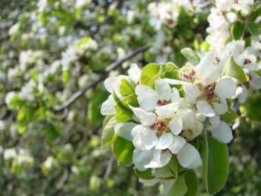 Arılara göre çiçeklerin tozlaşması. Beyaz armut çiçekleri arılar için bir nektar kaynağıdır. Meyve ağaçlarının tozlaşması.