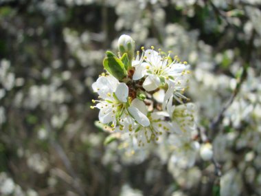 Arılara göre çiçeklerin tozlaşması. Beyaz armut çiçekleri arılar için bir nektar kaynağıdır. Meyve ağaçlarının tozlaşması.